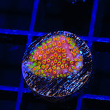 WWC Looney Tunes Stylocoeniella Coral