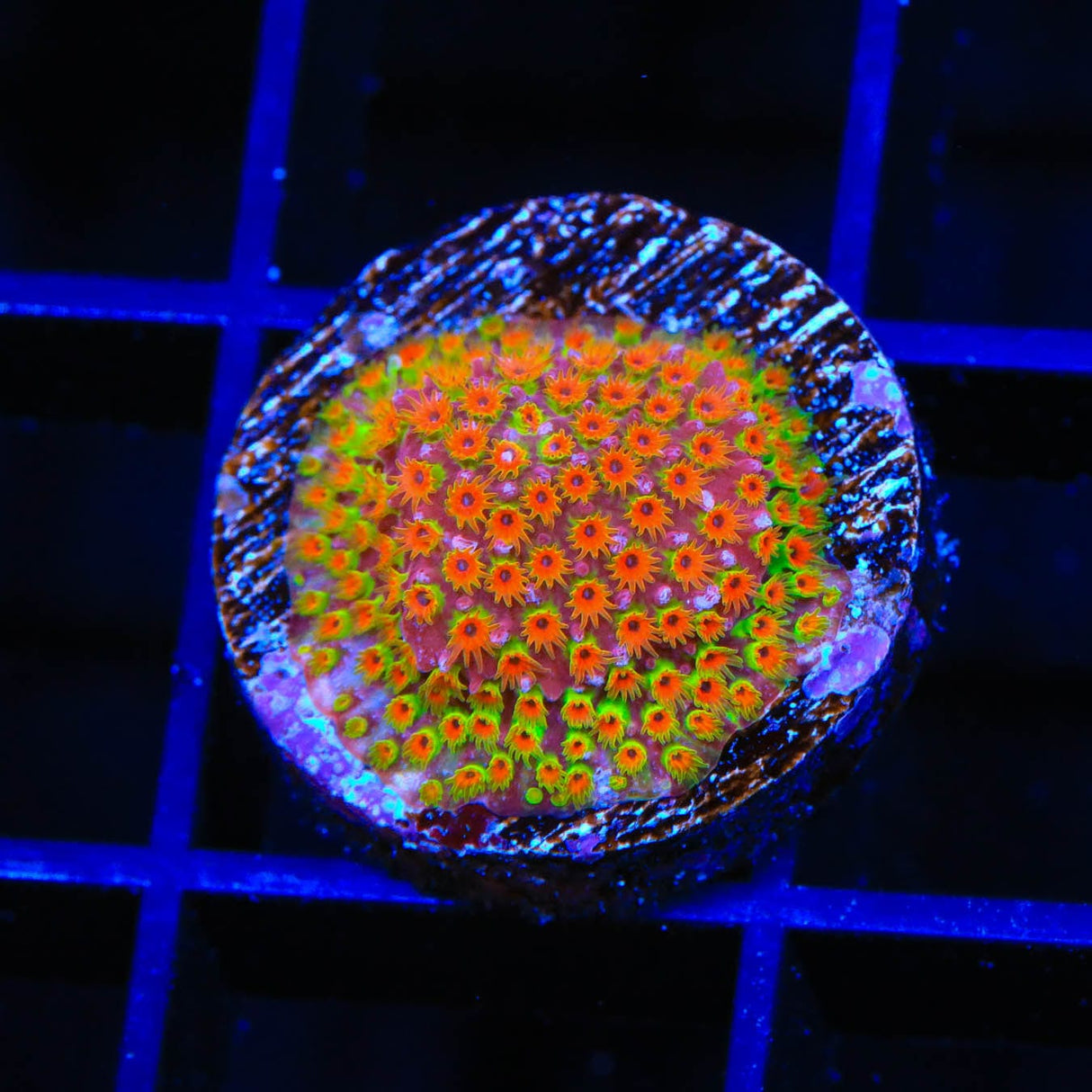 WWC Looney Tunes Stylocoeniella Coral
