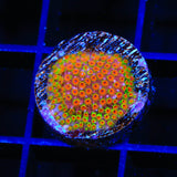 WWC Looney Tunes Stylocoeniella Coral