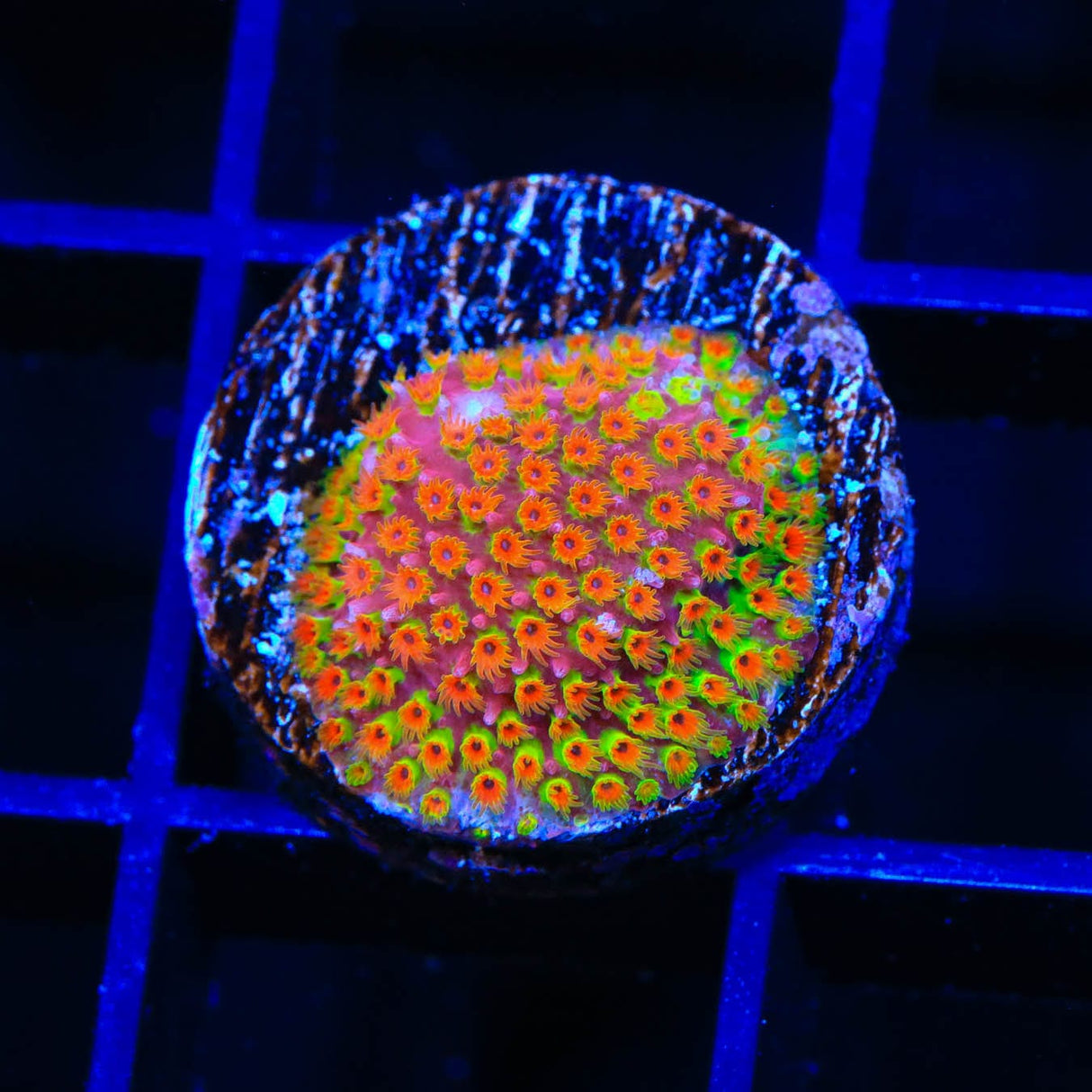 WWC Looney Tunes Stylocoeniella Coral