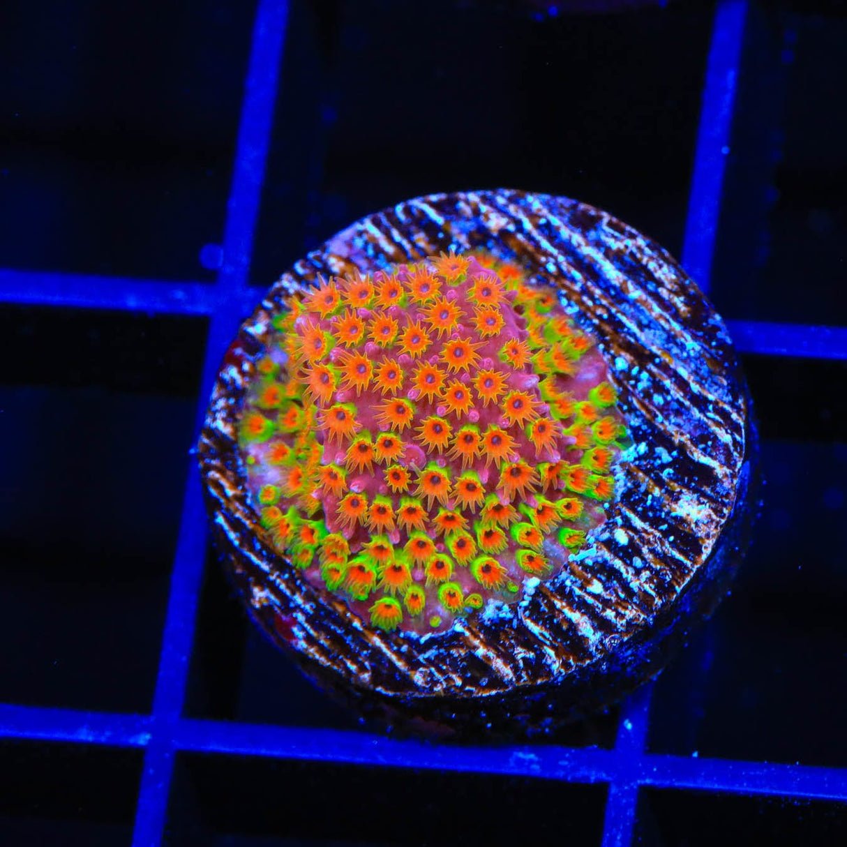 WWC Looney Tunes Stylocoeniella Coral