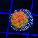 WWC Looney Tunes Stylocoeniella Coral