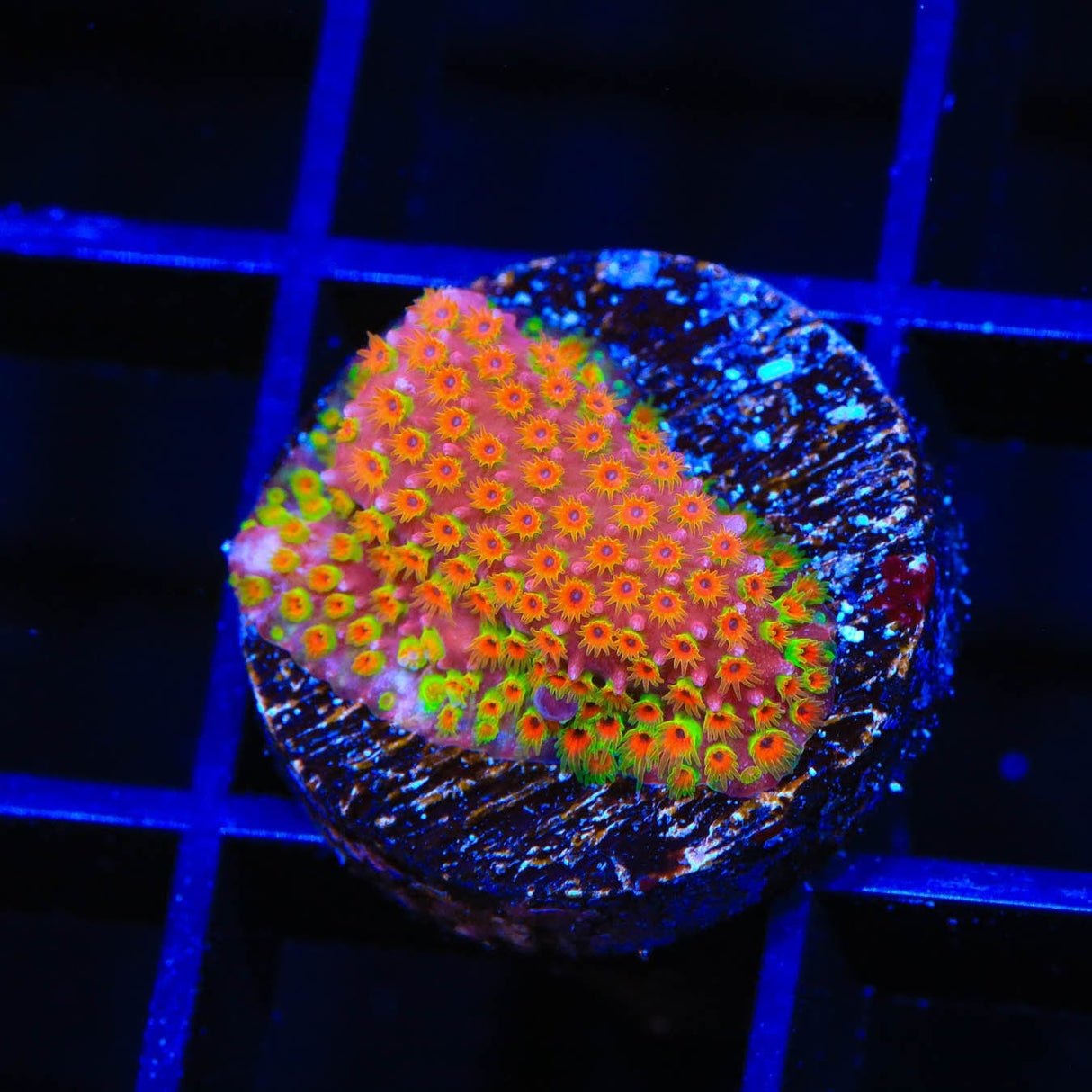 WWC Looney Tunes Stylocoeniella Coral