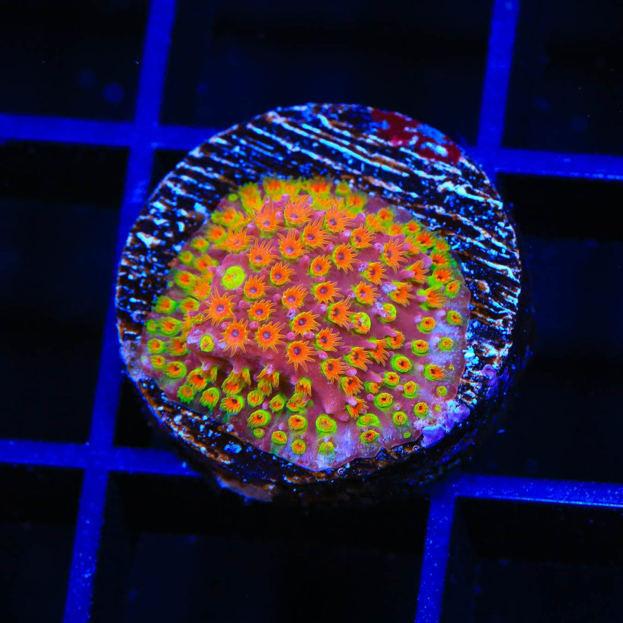 WWC Looney Tunes Stylocoeniella Coral