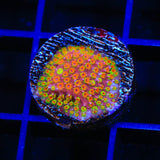 WWC Looney Tunes Stylocoeniella Coral