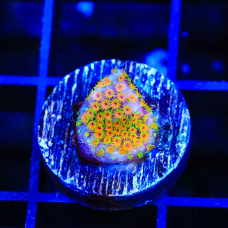 WWC Looney Tunes Stylocoeniella Coral