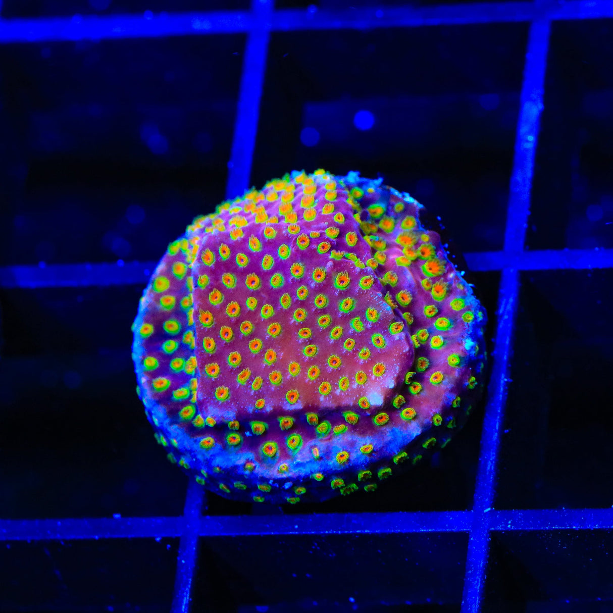 WWC Looney Tunes Stylocoeniella Coral