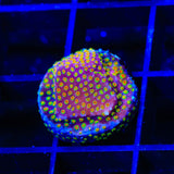 WWC Looney Tunes Stylocoeniella Coral