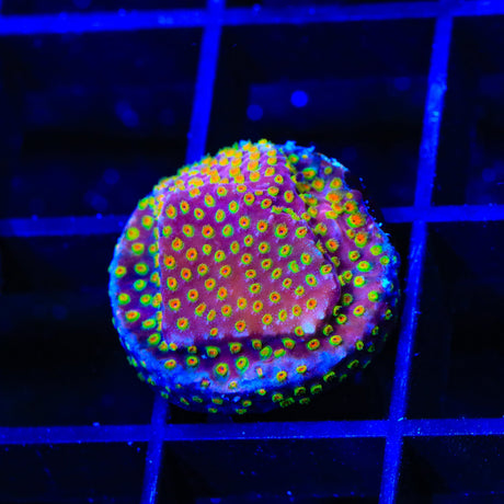 WWC Looney Tunes Stylocoeniella Coral