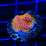 WWC Looney Tunes Stylocoeniella Coral