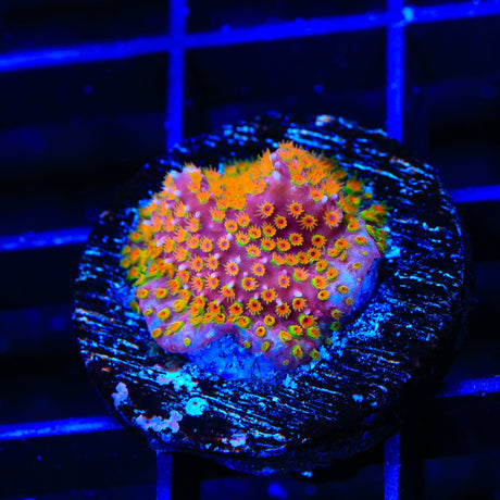 WWC Looney Tunes Stylocoeniella Coral