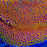 WWC Looney Tunes Stylocoeniella Coral