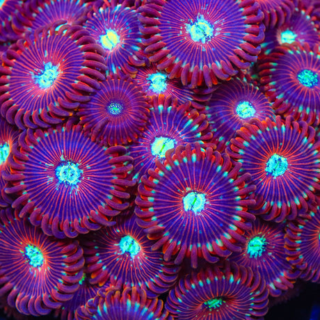 WWC Magician Zoanthids Coral