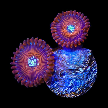 WWC Magicians Zoanthids Coral