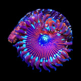 WWC Magicians Zoanthids Coral