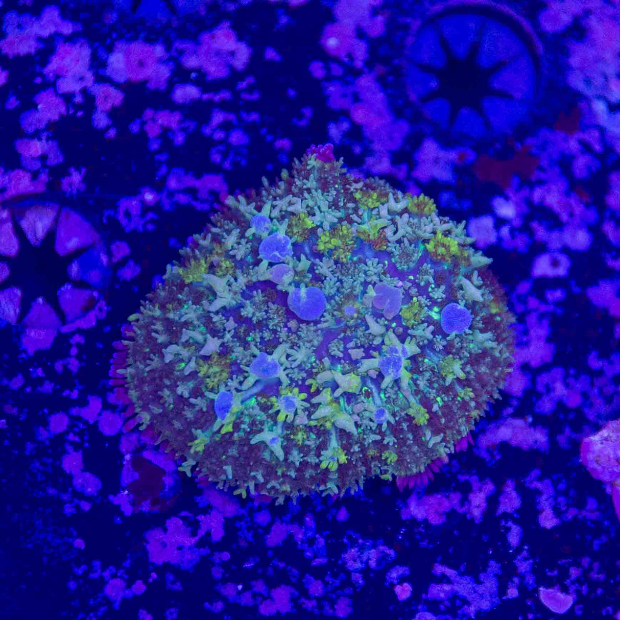 WWC Mr Blue Bounce Mushroom