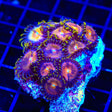 WWC Nirvana Zoanthids Colony Coral