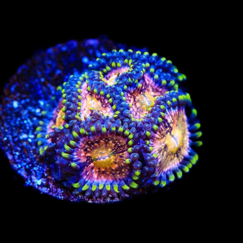 WWC Nirvana Zoanthids Coral