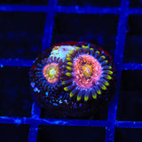 WWC Nirvana Zoanthids Coral