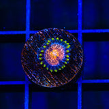 WWC Nirvana Zoanthids Coral
