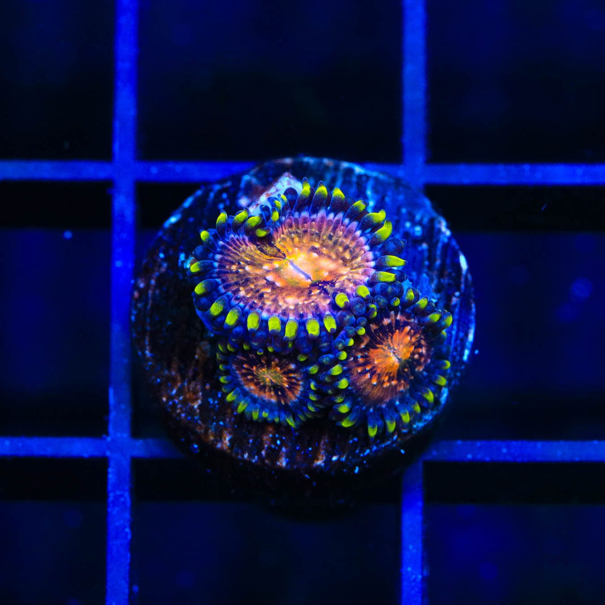 WWC Nirvana Zoanthids Coral