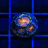 WWC Nirvana Zoanthids Coral