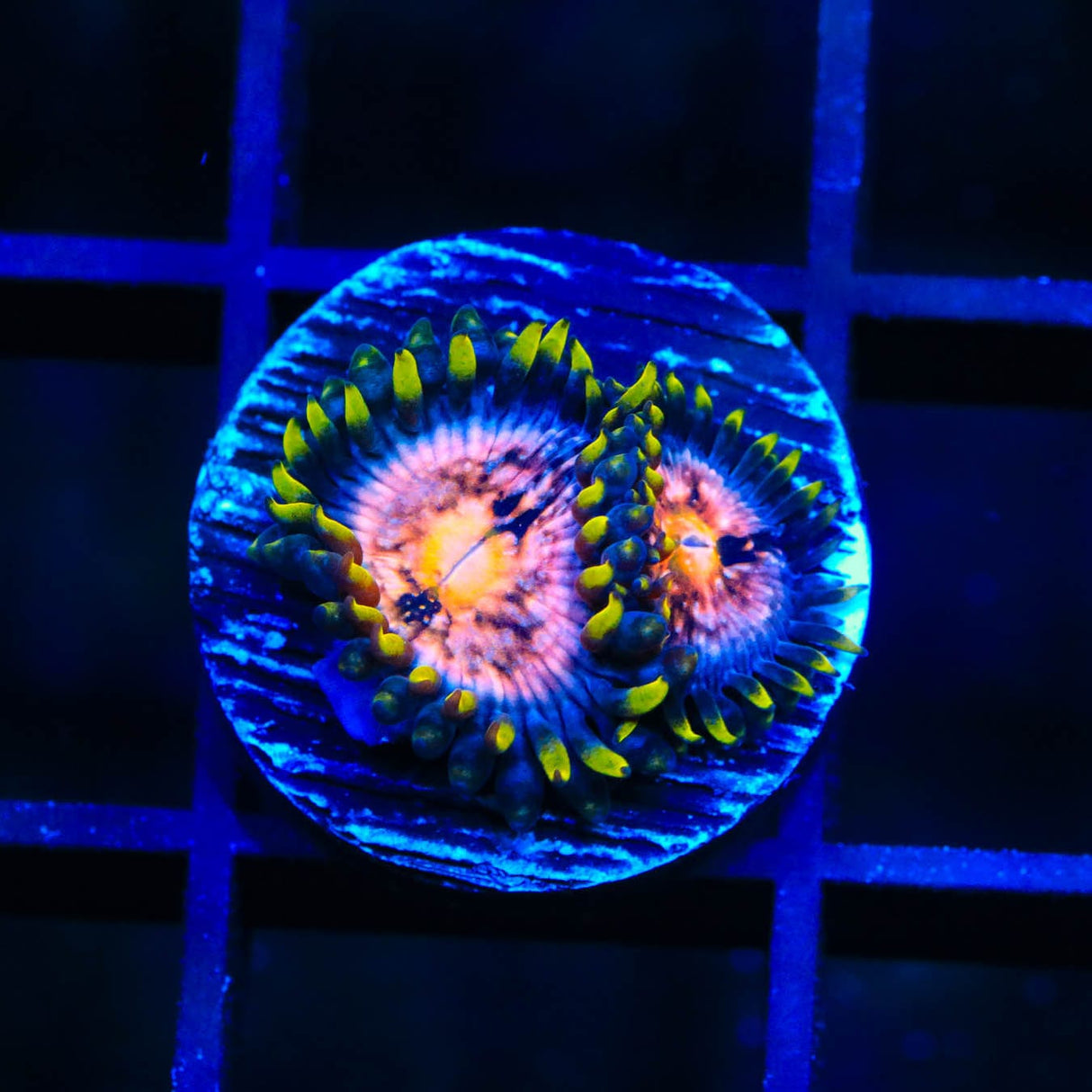 WWC Nirvana Zoanthids Coral