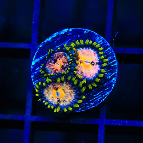 WWC Nirvana Zoanthids Coral