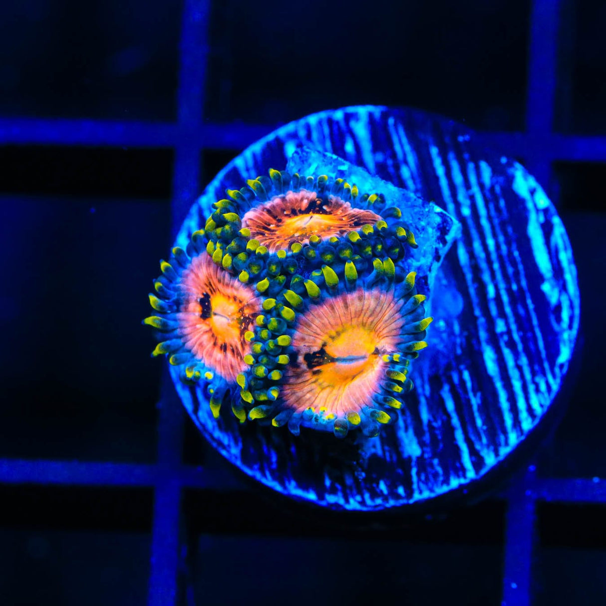 WWC Nirvana Zoanthids Coral