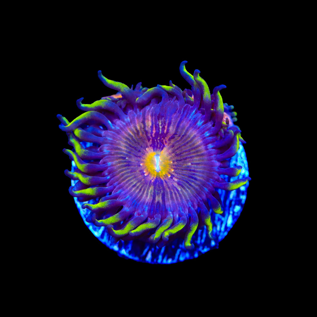 WWC Nirvana Zoanthids Coral