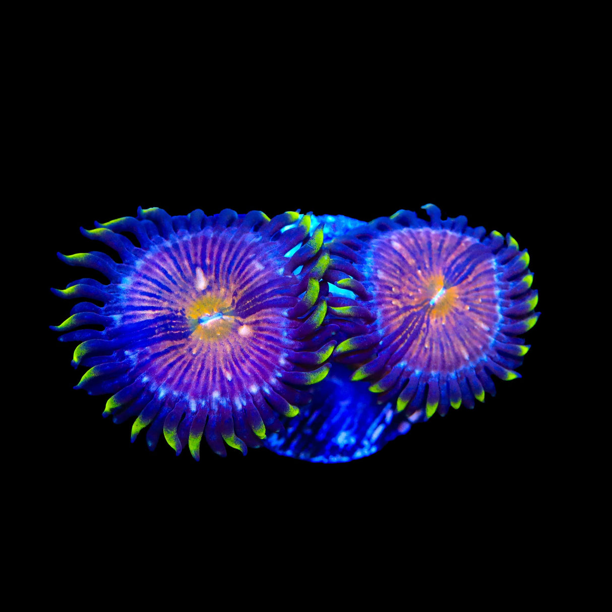 WWC Nirvana Zoanthids Coral