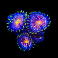 WWC Nirvana Zoanthids Coral