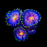 WWC Nirvana Zoanthids Coral