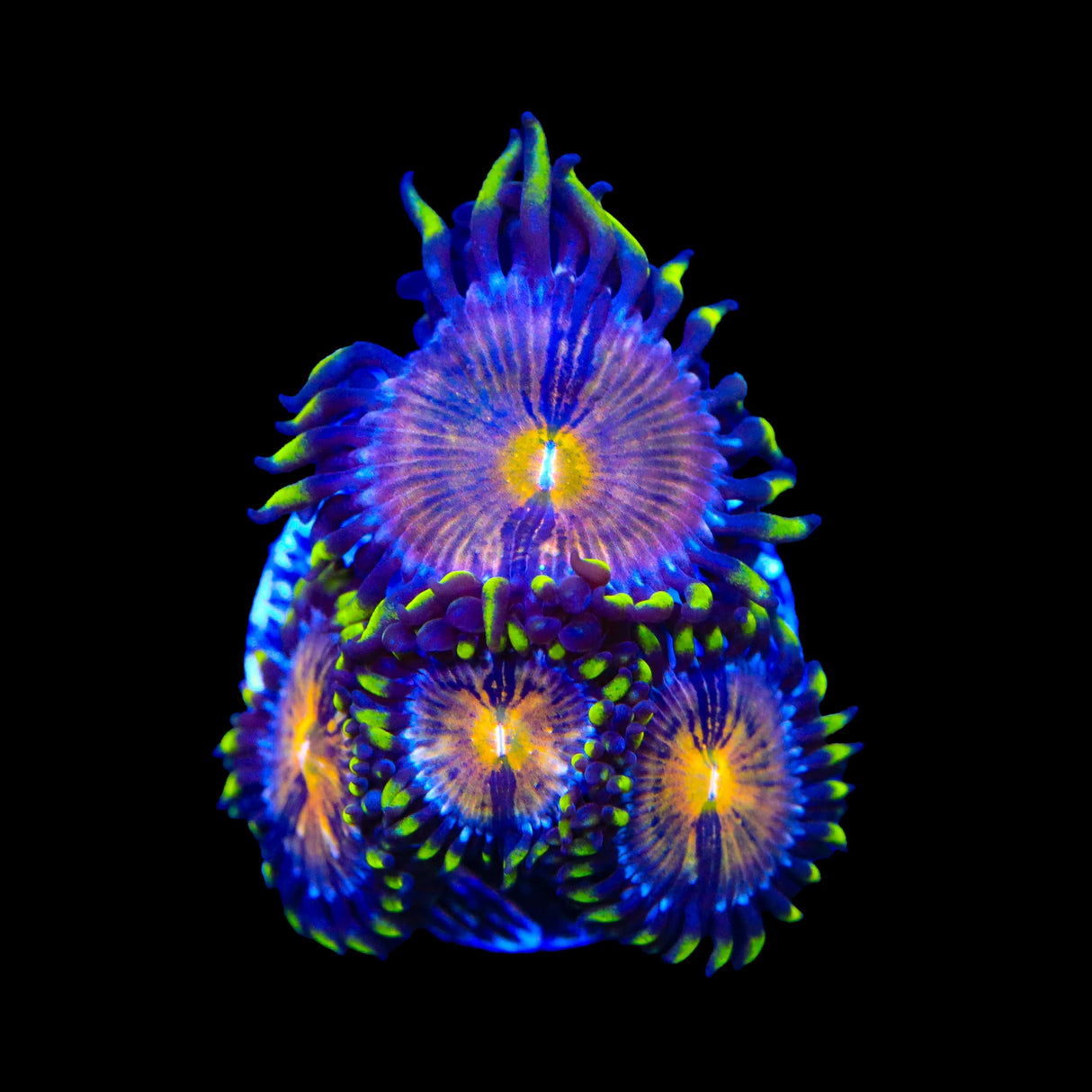 WWC Nirvana Zoanthids Coral