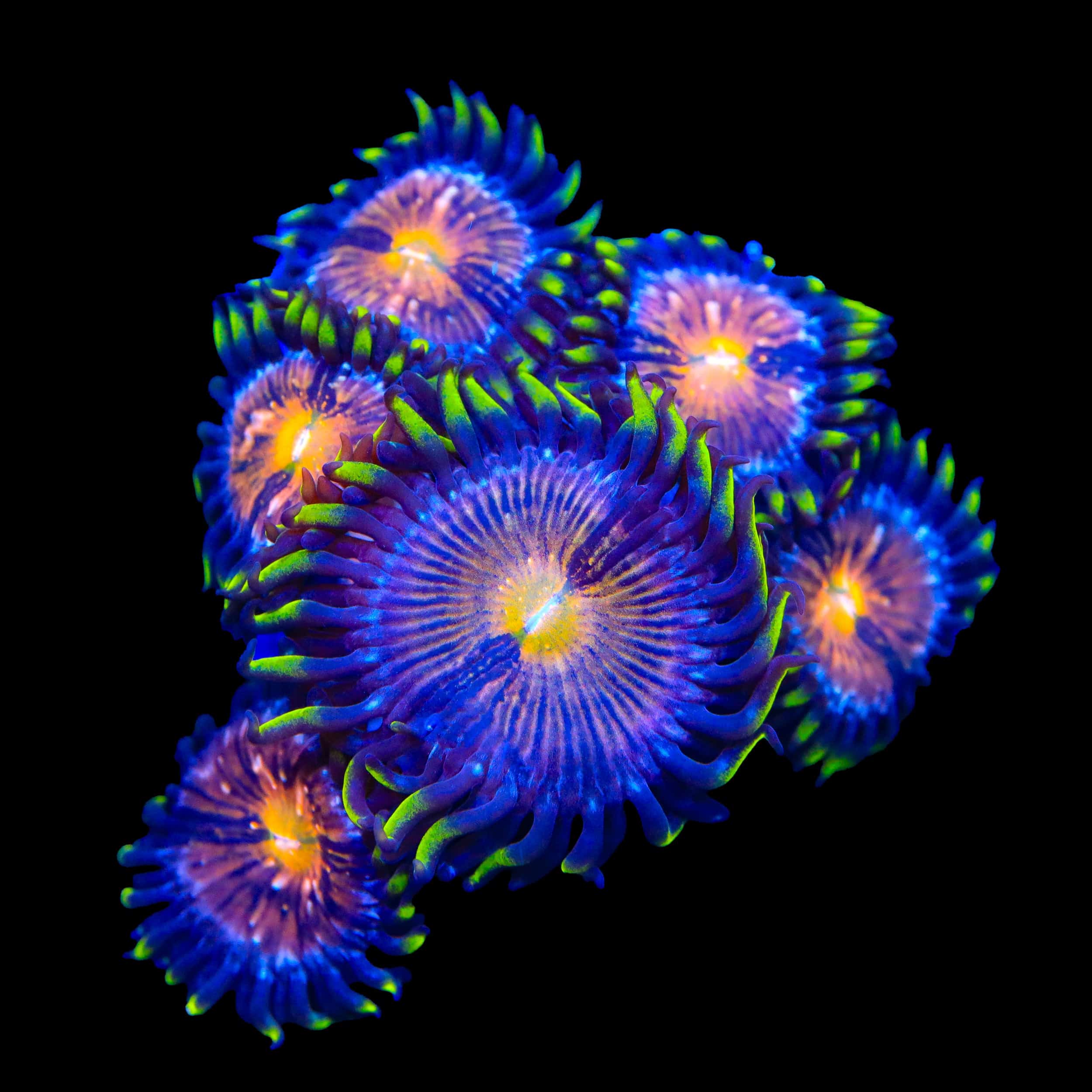 Nirvana Zoanthids Coral – Top Shelf Aquatics