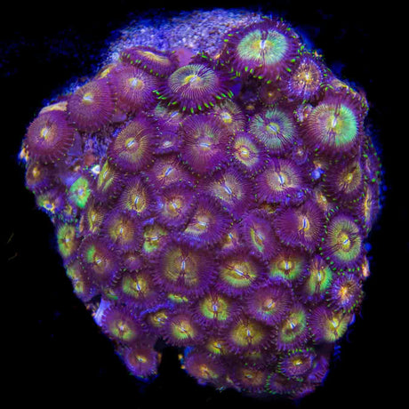 WWC Pandora Zoanthids Colony Coral