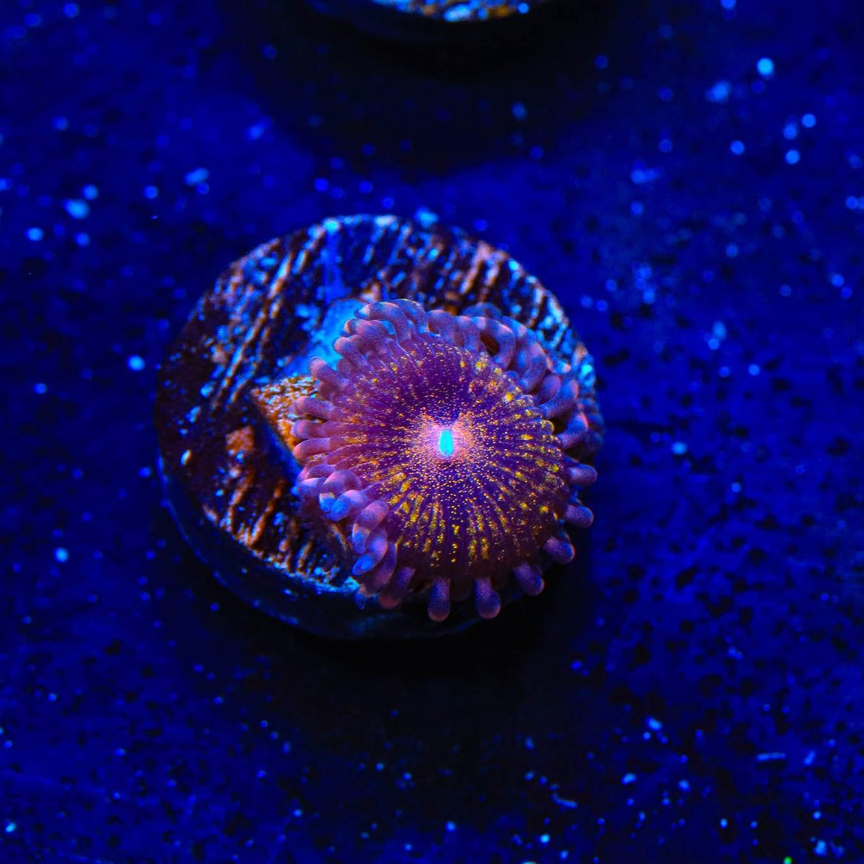 WWC Pandora Zoanthids Coral