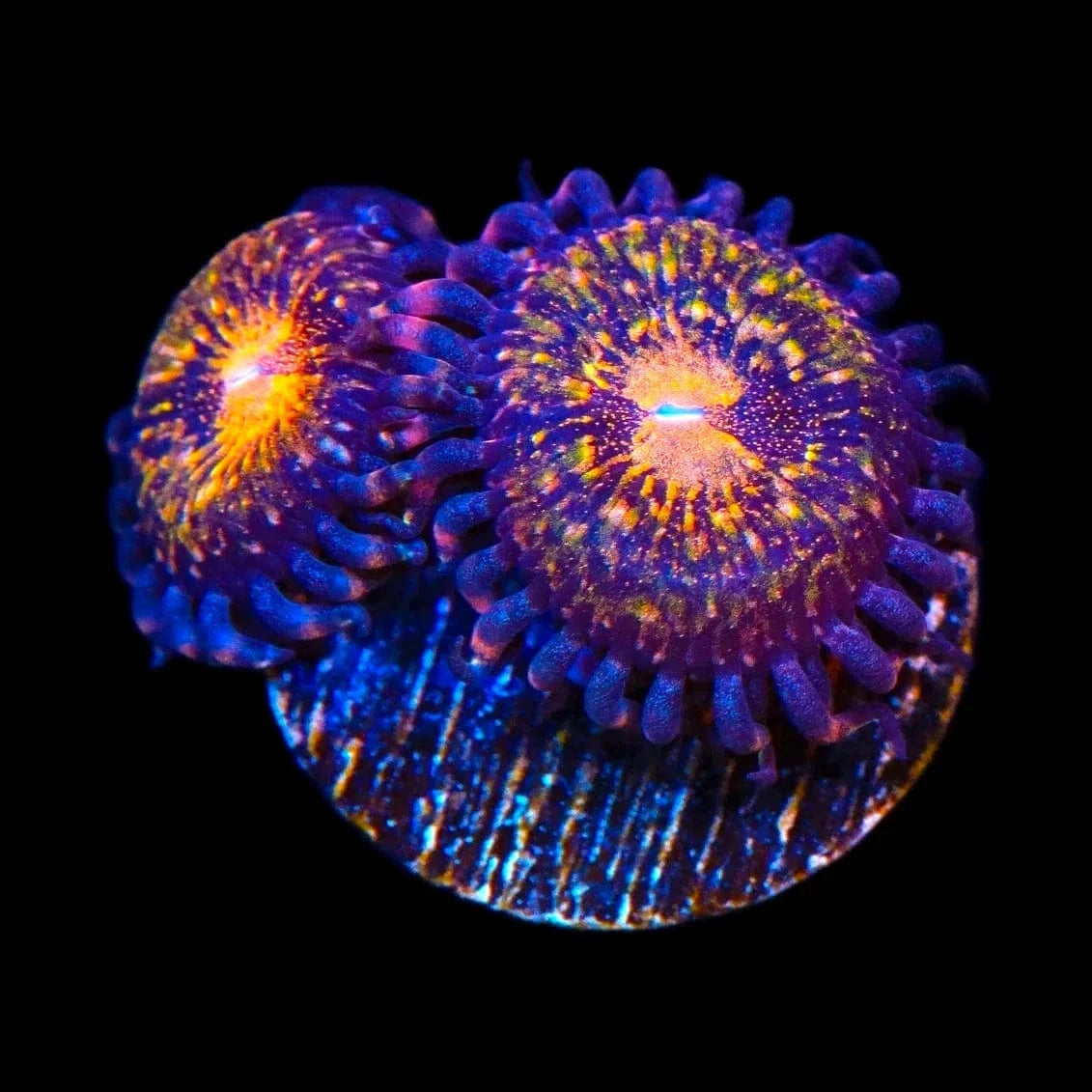 WWC Pandoras Zoanthids Coral