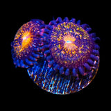 WWC Pandoras Zoanthids Coral