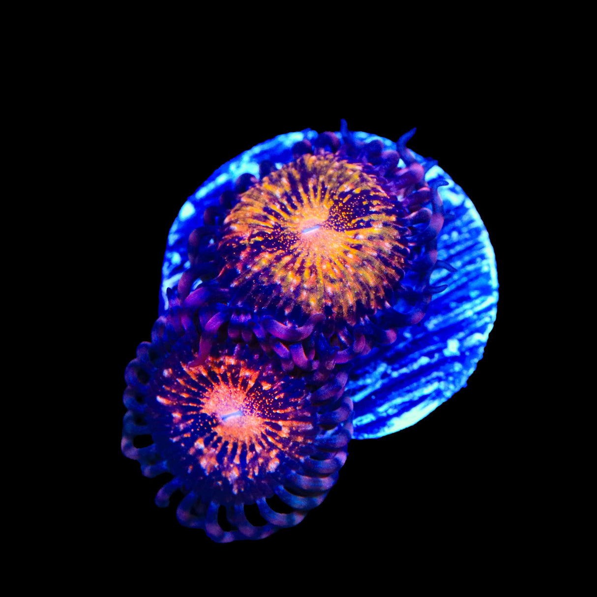 WWC Pandoras Zoanthids Coral