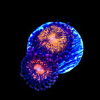 WWC Pandoras Zoanthids Coral