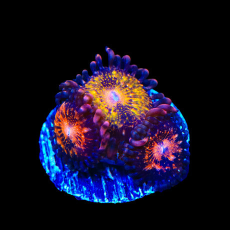 WWC Pandoras Zoanthids Coral