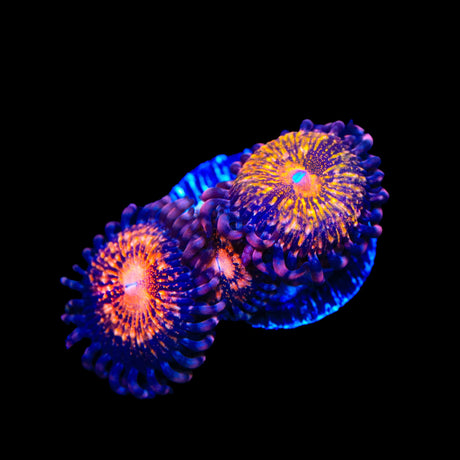WWC Pandoras Zoanthids Coral