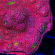 WWC Pink Boobies Chalice Coral