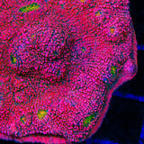 WWC Pink Boobies Chalice Coral