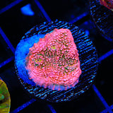 WWC Pink Boobies Chalice Coral