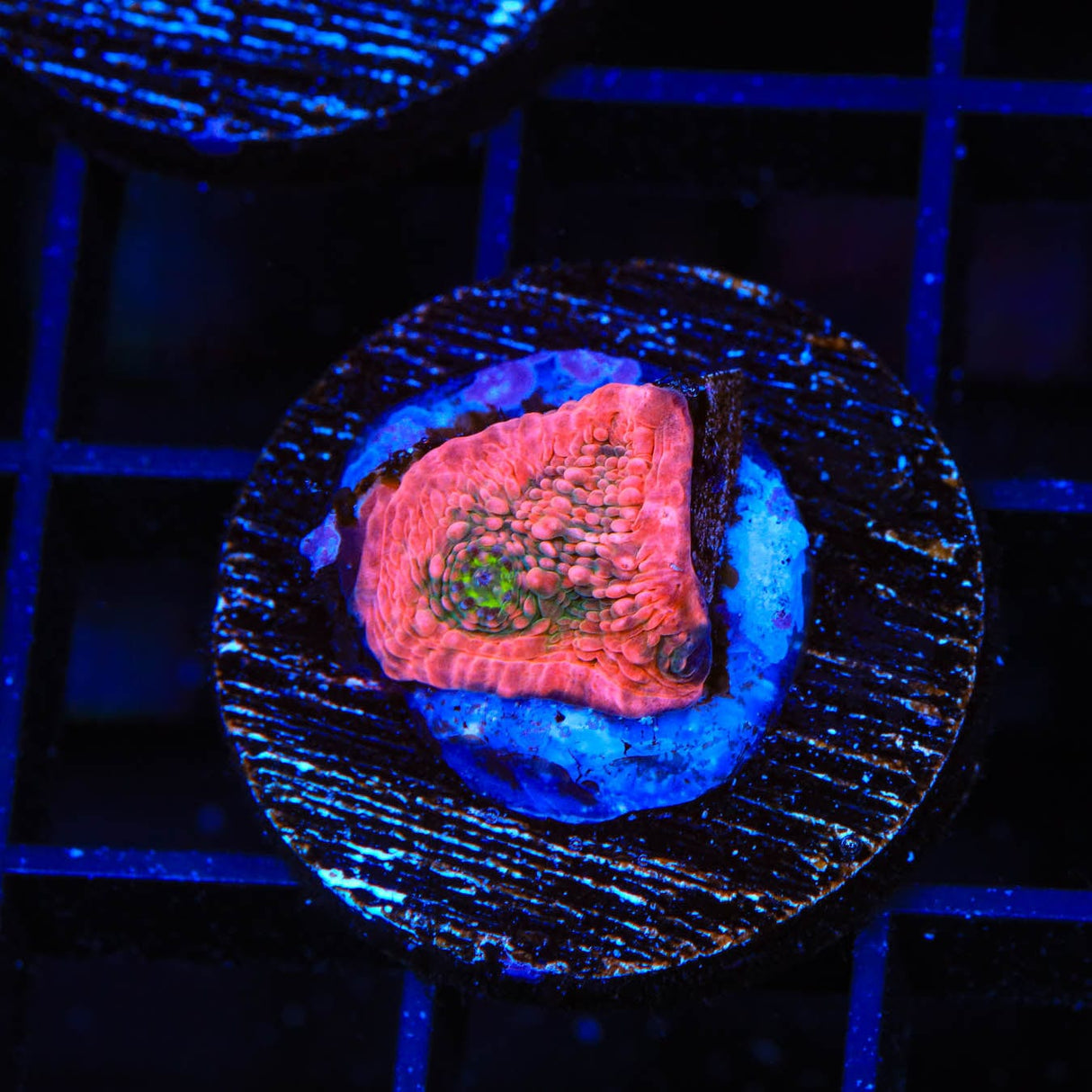 WWC Pink Boobies Chalice Coral