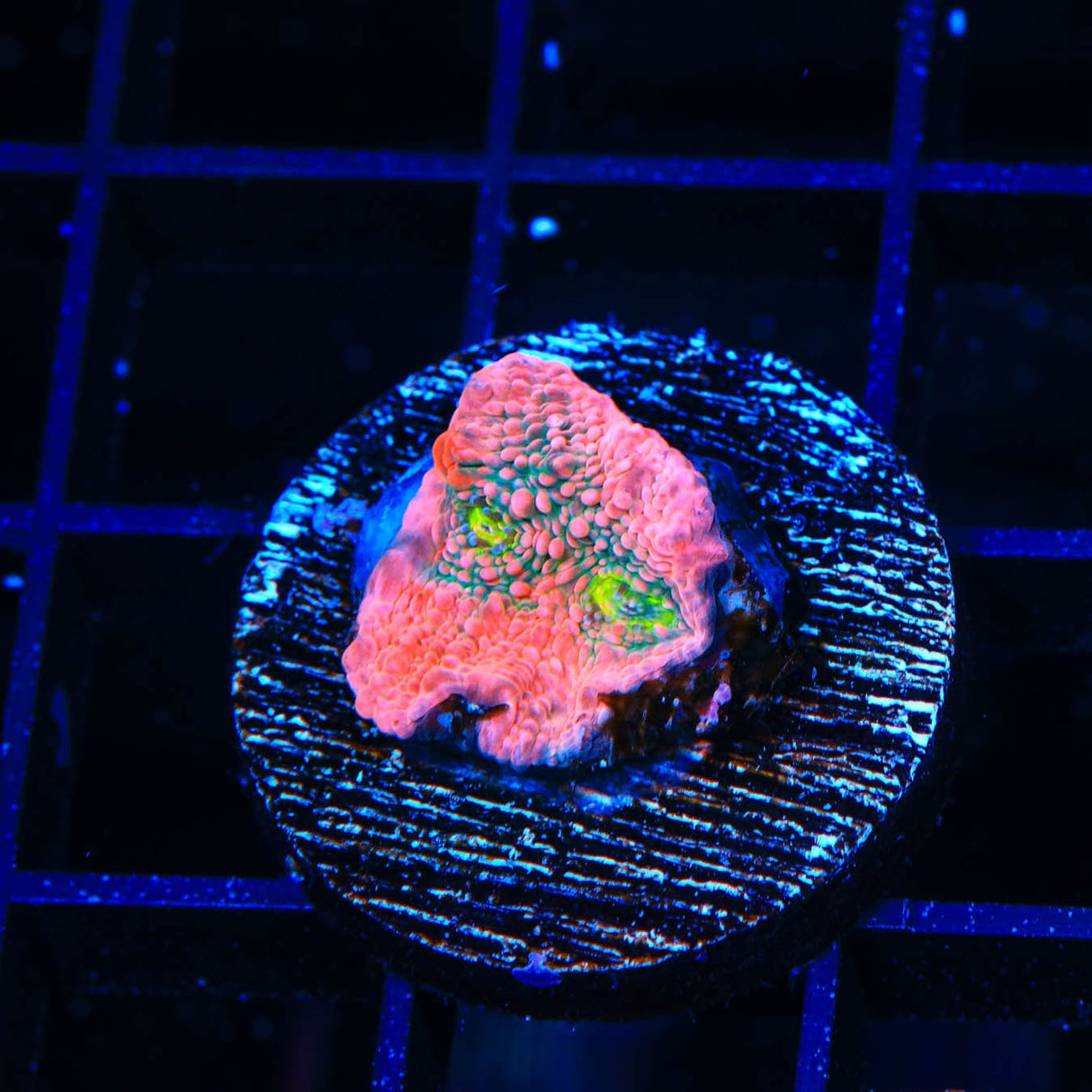 WWC Pink Boobies Chalice Coral