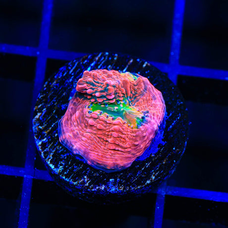 WWC Pink Boobies Chalice Coral