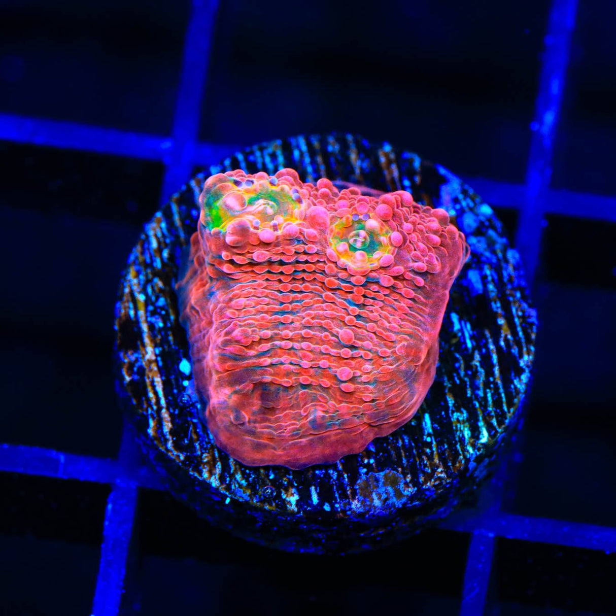 WWC Pink Boobies Chalice Coral